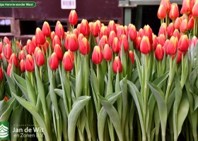 Tulipa Hennie vander Most ® (2)